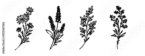 Japanese sumi-e style wild flowers and field herbs vector set. Hand-drawn ink brush botanical illustration with dry brush texture. Minimalist zen floral elements for organic branding and stationery.