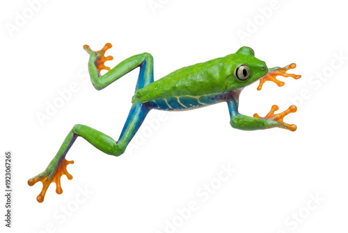 Red-eyed tree frog jumping