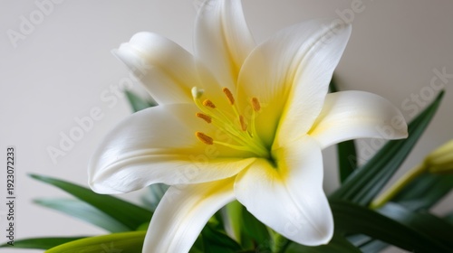 Radiant White Lily in Full Bloom with Midday Glow from Top Down Perspective