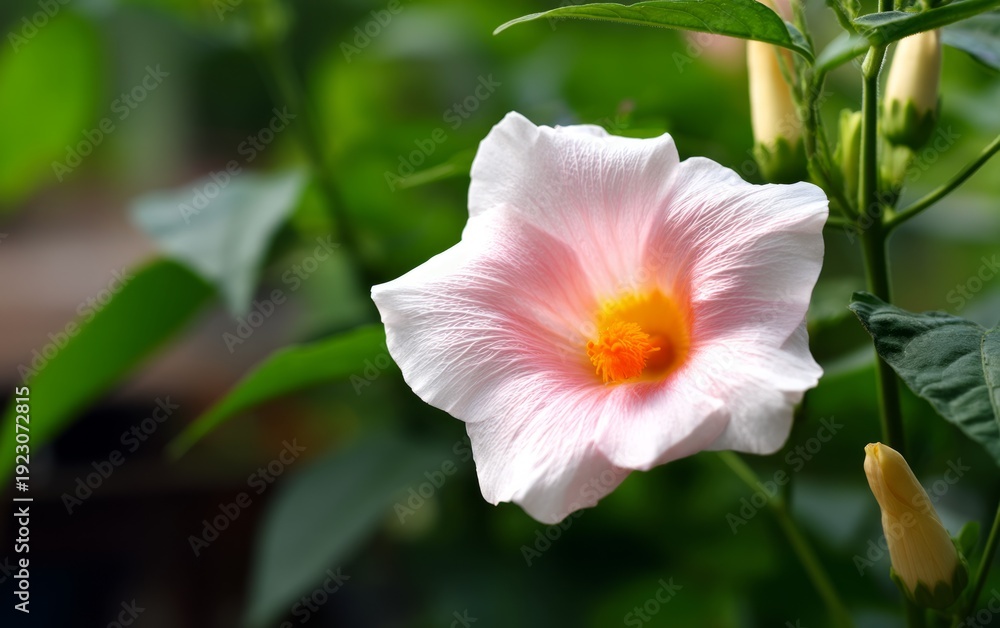 Obraz premium Unique and Detailed Shot of a Hard-to-Find Flower with Pink Petals