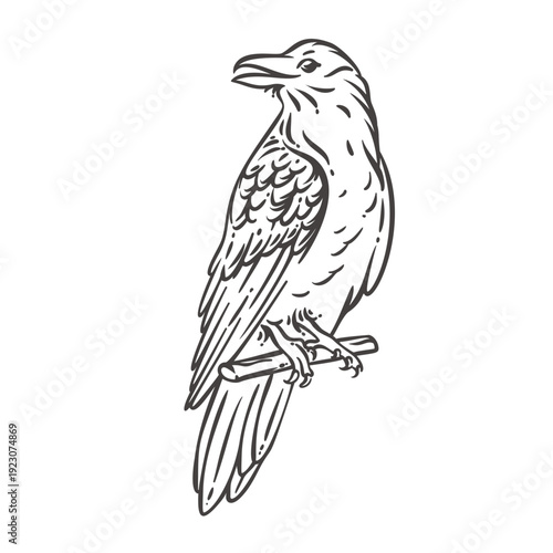 Viking raven perched on branch with detailed feathers and curved beak, Norse myth symbol of Odin, wisdom and war spirit. Raven in monochrome engraving style vector illustration.