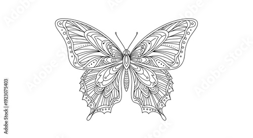 A beautiful butterfly with intricate line art