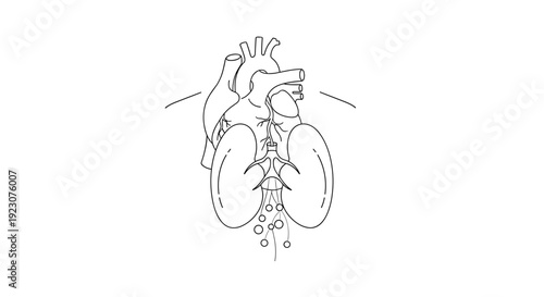 Detailed anatomical illustration of a human heart with labeled parts