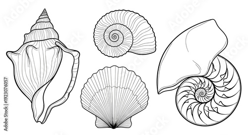 Four different types of seashells on for design