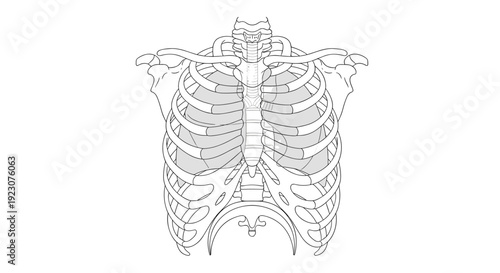 Detailed illustration of human ribcage and spine from front view