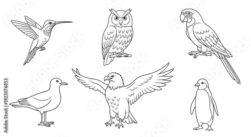 Black and white illustration of various birds