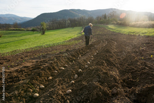 Senior woman planting potatoes in a rural field during a golden spring sunset