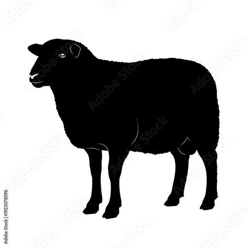 Black Sheep Silhouette Vector.