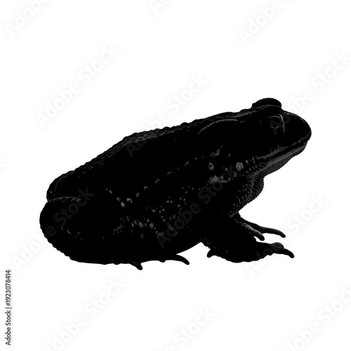 Black Toad Silhouette Isolated on White Background.