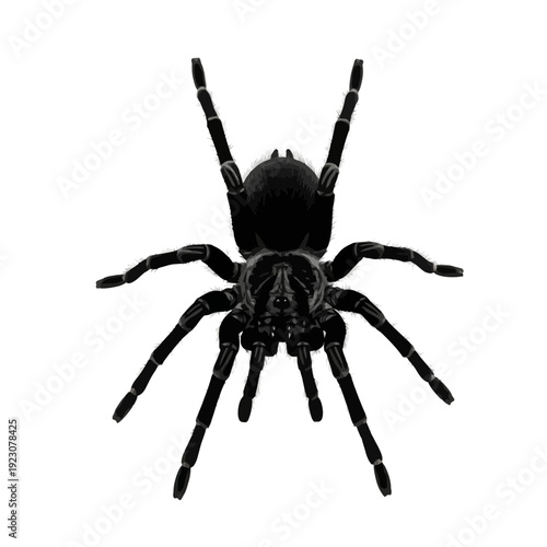 Black Tarantula Spider Isolated on White Background.