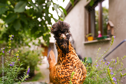 Bilde på lerret Brown ornamental chicken with distinctive crest standing in backyard garden