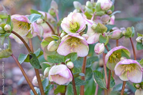 Pink and cream Helleborus, hellebore or lenten rose, 'Glenda's Gloss' in flower.
