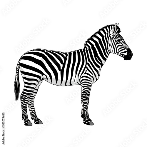 Illustration of a Zebra Standing on a White Background.