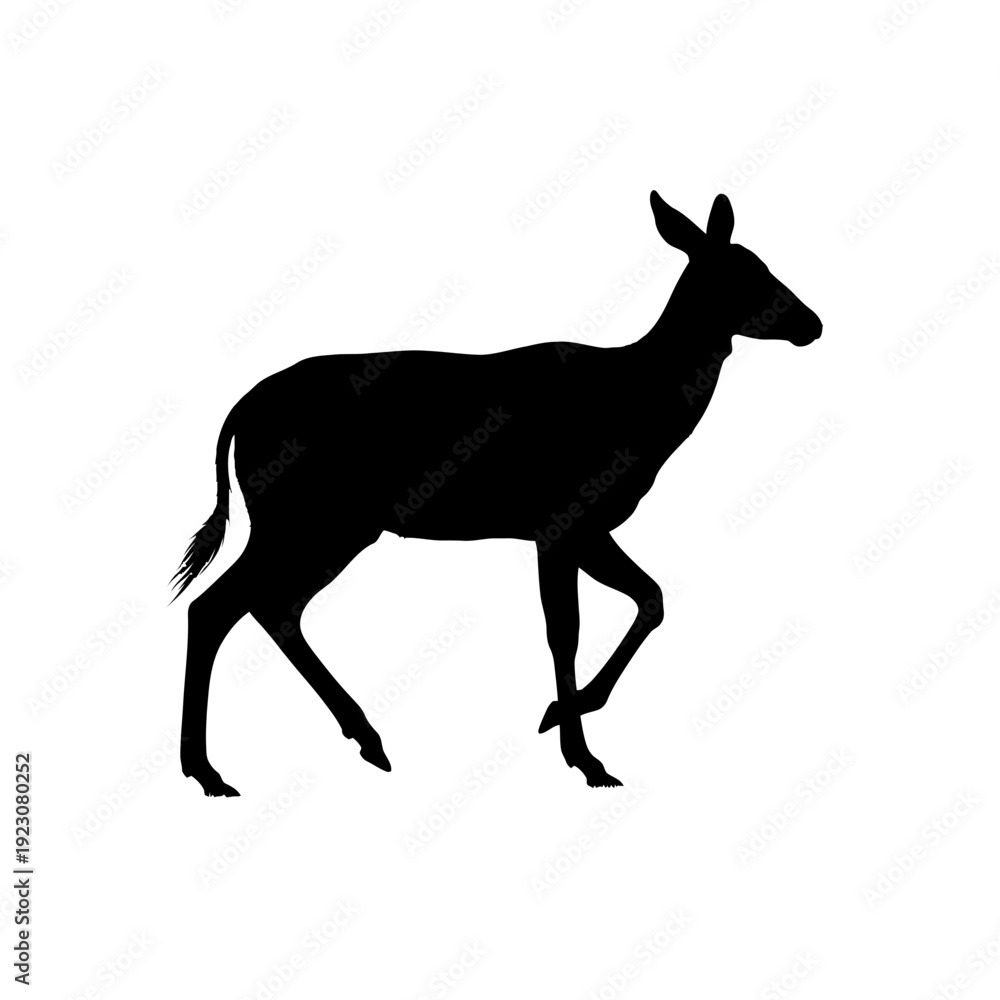 Fototapeta premium Silhouette of a deer walking.