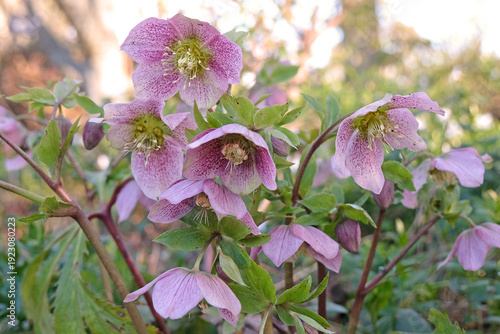 Pink and purple hybrid Helleborus orientalis, speckled hellebore or lenten rose, in flower.