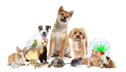 Cute pets on white background. Parrot, dogs, cat and other animals