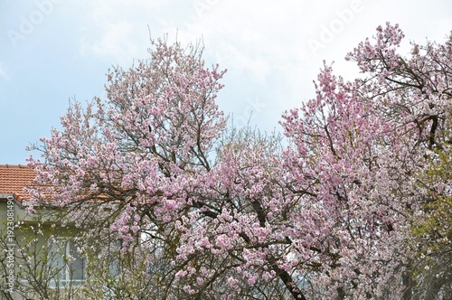 Almond trees in full pink bloom beside a Mediterranean house with a tiled roof, captured under a soft spring sky in a peaceful residential setting.