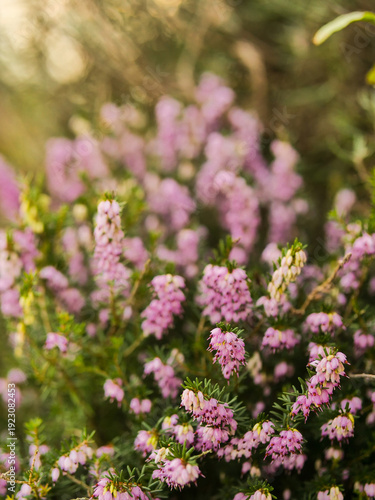 Purple pink small flowers. Selective focus. Simple nature background. Soft and dreamy look and mood.
