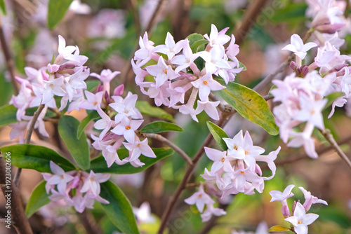 Foto Pale pink Daphne bholua, or Nepalese Paper Plant in flower.