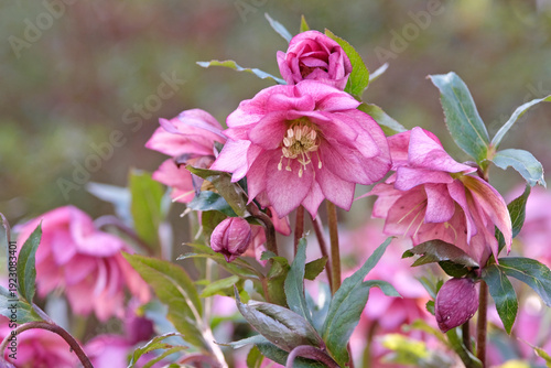 Helleborus x hybridus ‘Double Ellen Red’  lenten rose hellebore in flower.