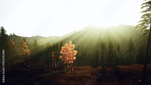 Photos solitary orange tree bathed in golden sunlight on misty hillside with pine silho