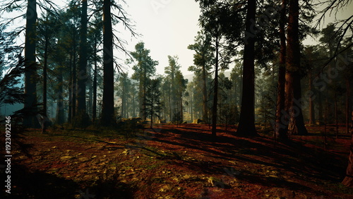 Fotografi Sunlit pine forest floor at dawn, cinematic golden hour light filters through ta
