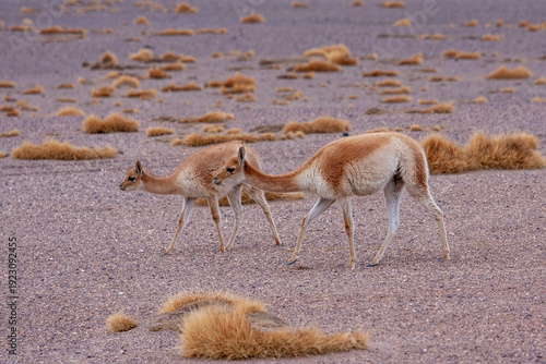 фотографія Vicugna on the Altiplano High Plains, Bolivia South America