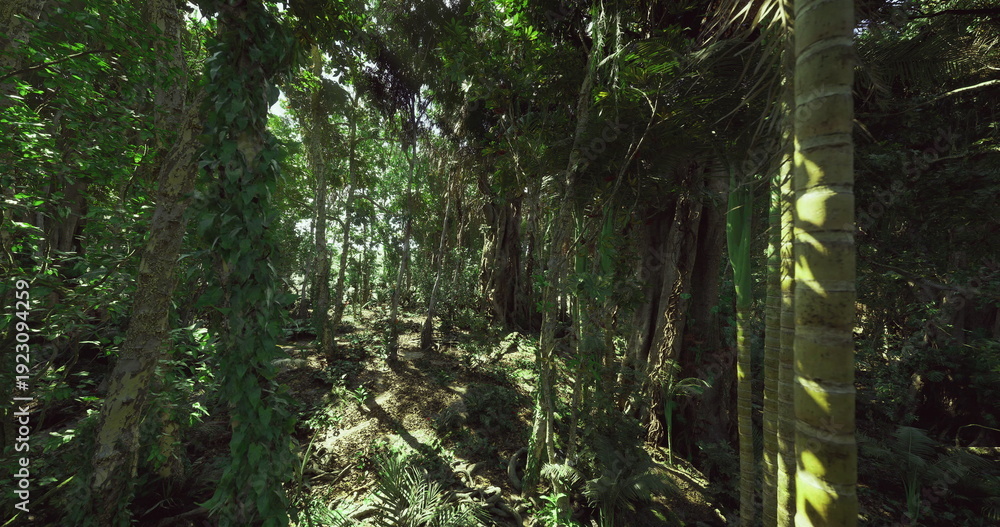 Obraz premium sunlit jungle clearing with tall slender trunks and carpets of ferns, warm beams highlight textured bark and layered leaves, inviting field photographers