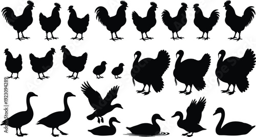 Farm poultry bird silhouettes collection including chicken rooster hen turkey duck and goose isolated on white background vector illustration set