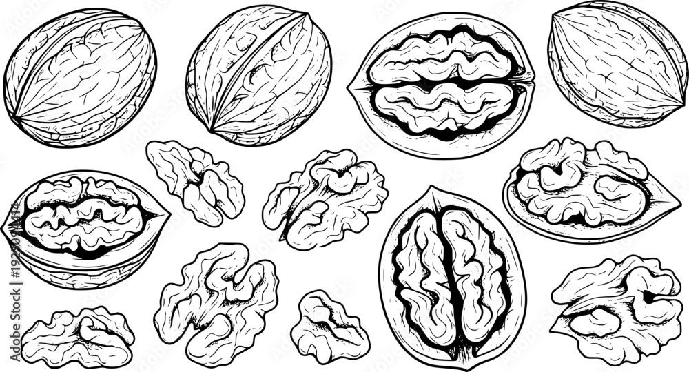 Obraz premium Collection of walnuts whole and halved a white background food ingredient