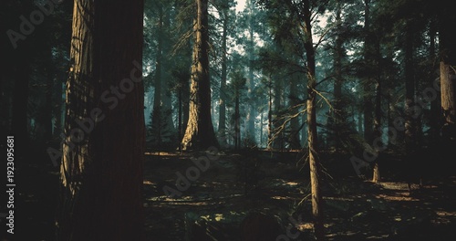 Photos Deep misty woods with towering trunks, dense undergrowth and damp moss layers, m