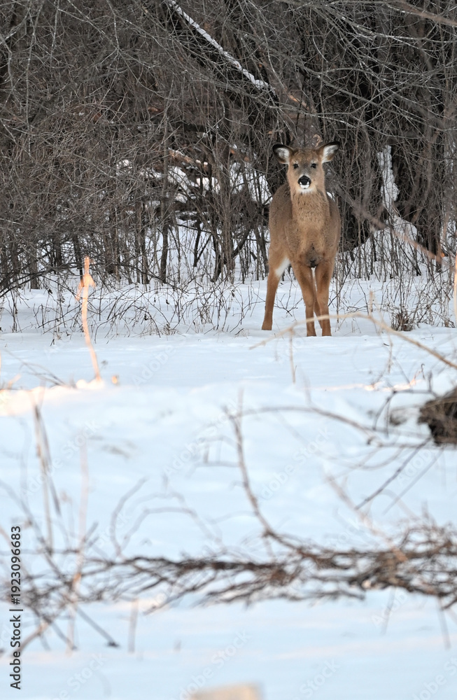 Obraz premium Deer in the Snow