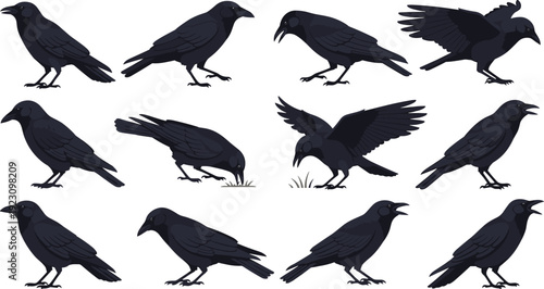 Black Crow Bird Cartoon Character Poses Collection with Walking Perching Pecking and Flying Dark Wildlife Flat Vector Illustration Set Police Stop
