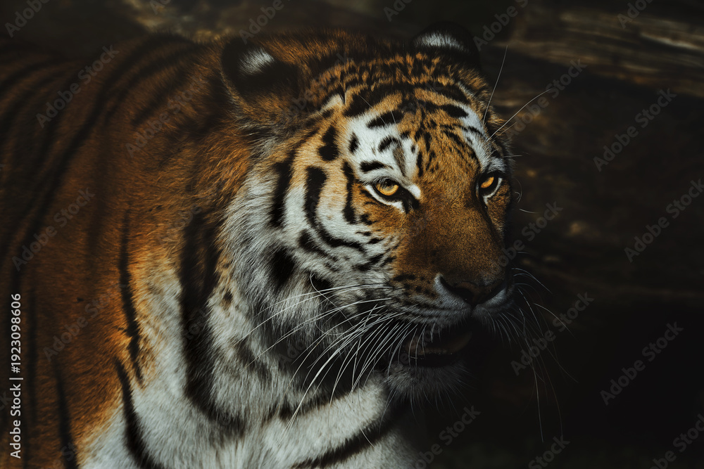 Fototapeta premium Siberian tiger (Panthera tigris altaica) detail portrait