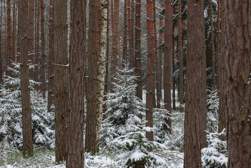 Fototapeta premium Wysoki las sosnowy w zimowy dzień. Małe świerki rosną między wysokimi pniami. Ziemia i gałęzie świerków pokryte są warstwą śniegu.