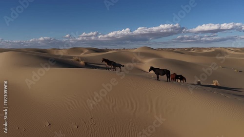 Wild horses wandering across the vast desert sand dunes, Mangystau, Kazakhstan