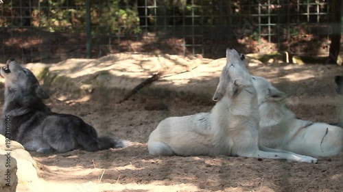 Des loups hurlent en groupe