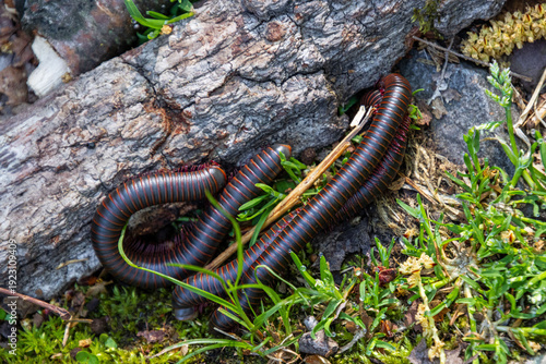 Obraz na płótnie three millipedes on the ground showing coils