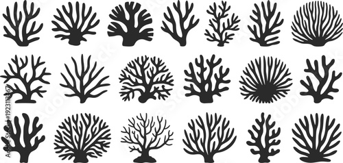 Collection of black and white coral with various shapes and patterns