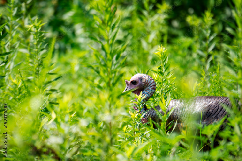 Obraz premium Wild turkey peeking through tall green summer grass in Western Kentucky. Wildlife portrait in the Land Between the Lakes region during July.