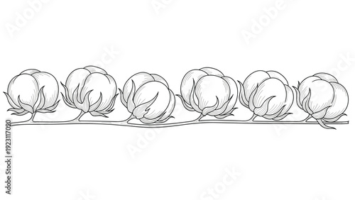 Elegant horizontal line art illustration of a row of fluffy cotton bolls on a single branch against a plain white background for textile themes.