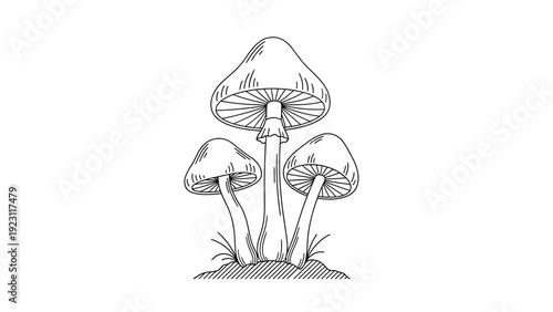 Artistic line drawing of three mushrooms growing in the grass in a vintage botanical engraving style on white.
