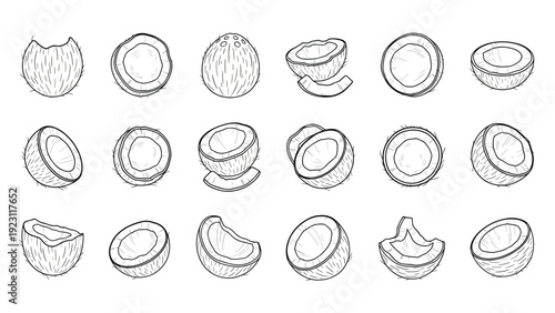Large collection of hand drawn coconut illustrations including whole, halves, quarters, and chunks in line art style.