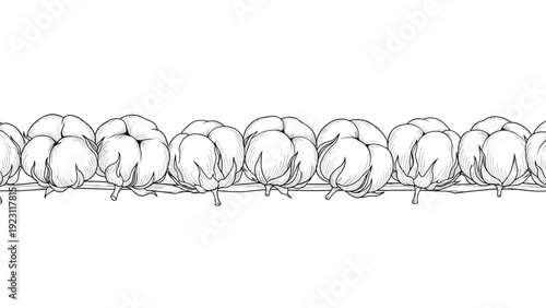 Seamless horizontal border pattern featuring detailed black and white hand drawn illustrations of cotton bolls on a white background.