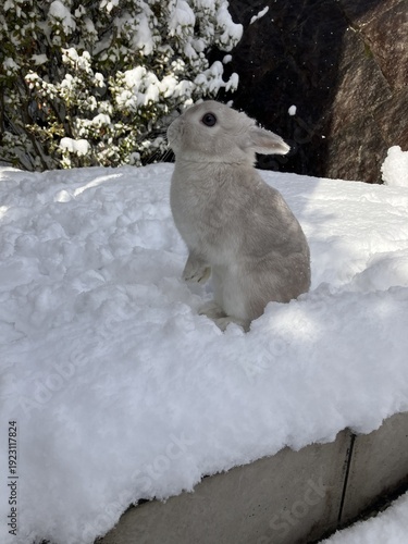 雪が積もったお庭で遊ぶうさぎ