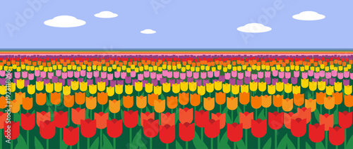 Flat vector illustration of a colorful spring tulip field stretching to the horizon under a clear blue sky with fluffy white clouds, vibrant rows of red, orange, yellow, purple and pink flowers.