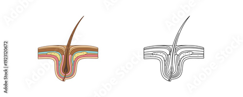 Anatomical diagrams of hair follicle comparing colored and line art styles showing skin layers and sebaceous glands on white background for educational comparison and design