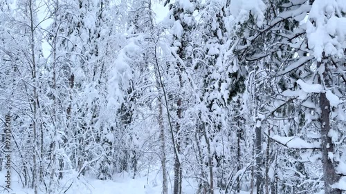Wallpaper Mural A serene winter landscape with snow-covered trees in a peaceful forest video Torontodigital.ca