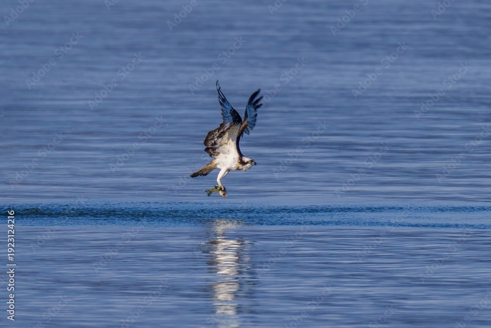 Fototapeta premium 湖で魚を捕らえたミサゴの決定的瞬間。水面から飛び立つダイナミックな野生動物の狩り。