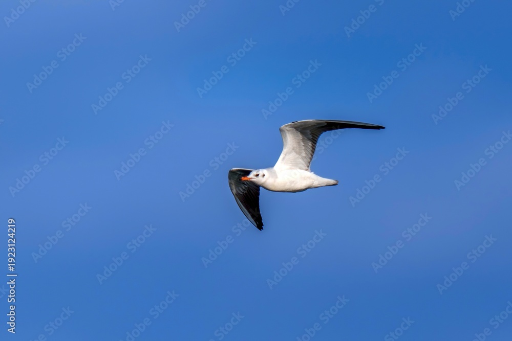 Obraz premium 青空を悠々と飛ぶユリカモメの飛翔シーン、コピースペースのあるミニマルな背景